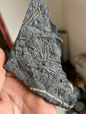 Natural Triassic period prehistoric Jurassic biota crinoids Fossils