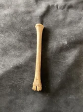 1 Antelope leg bone , Real Bone, Natural, ONE Nature Cleaned Bone, Handle, Craft