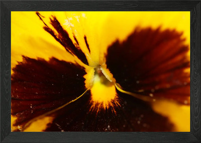 Gelbe Viola Violaceae Gerahmtes Wandbild Poster Leinwanddruck Bild