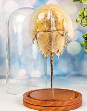 Horseshoe Crab Taxidermy  Collectible Glass dome Display Specimen curiosity gift