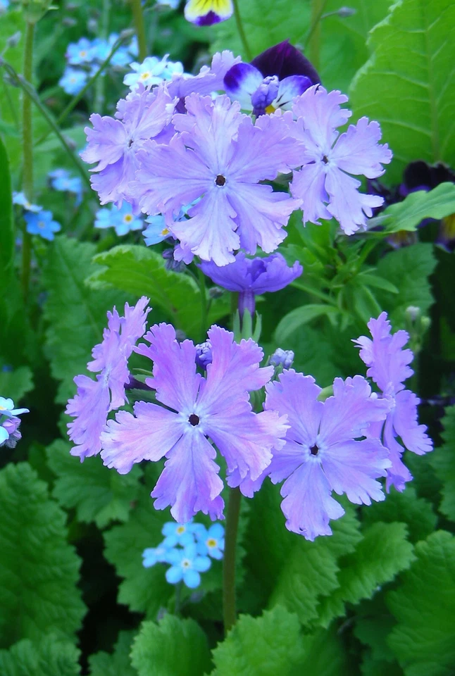 Primula Sieboldii : 60 Seeds : Sakurasou : Cherry Blossom Primrose  - Image 3 of 4