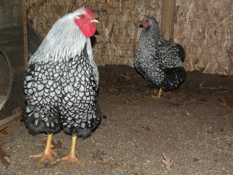 12+6 SILVER LACE WYANDOTTE FERTILE HATCHING EGGS