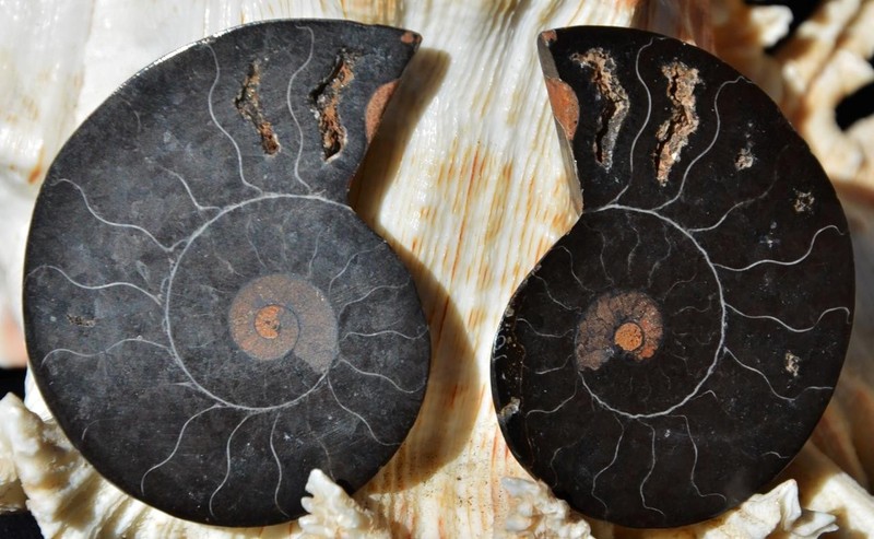 9090 Large Black Ammonite PAIR Deep Crystals MEDIUM FOSSIL 36grams 52mm