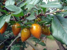 Diospyros rhombifolia PRINCESS PERSIMMON TREE Seeds!