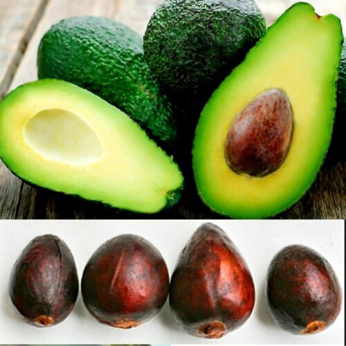 4 HASS AVOCADO Seeds Plus Free 20 PAPAYA SEEDS, Free Shipping - Picture 2 of 5