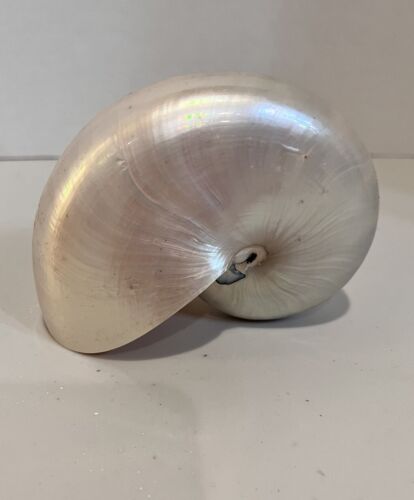 POLISHED WHITE PEARL NAUTILUS SEA SHELL BEACH DECOR 5” - 5.5” (YY) Beautiful! - Picture 3 of 5