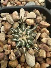 ariocarpus kotschoubeyanus Seedling