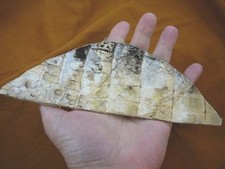  G471-51 7-1/4" Gator ALLIGATOR hide scrap leather skin piece croc craft supply