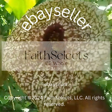 1 duck flower, Duck Flower Detox,Jamaica, Wildcrafted (for adults only)