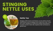 Stinging Nettle Leaves Organic Tea Bags - High Quality Biodegradable - Leaf