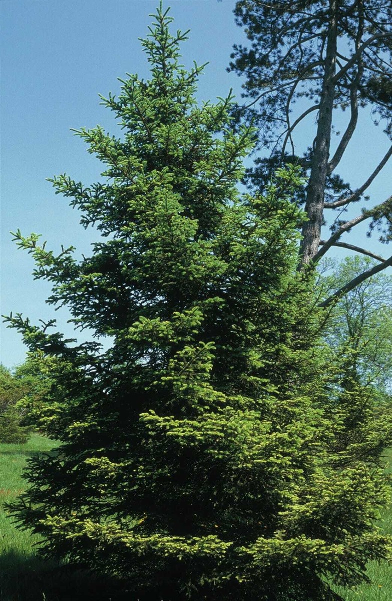 コーカスモミ　abies nordmanniana クリスマスツリー　もみの木 Abies Nordmanniana Nordman Fir, Christmas Tree, Caucasian Fir