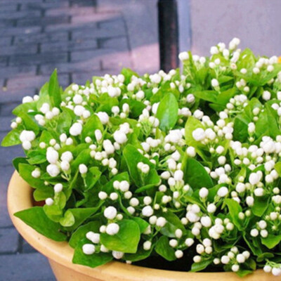 20 Jasmine Jasminum Seeds Shrubs Vines Plants Rare Beautiful Vine