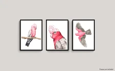 Set of 3 Watercolour Galah Prints - Australian Bird artwork Pink Cockatoo