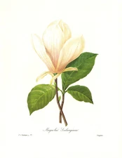1991 Vintage REDOUTE FLOWER #77 "WHITE MAGNOLIA" WOW! Color Art Print Lithograph
