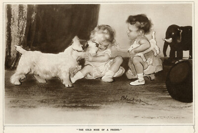 SEALYHAM TERRIER DOG ANTIQUE ART PRINT - Cold Nose of a Friend - Edward Blampaid