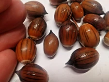 10 RED BARK OAK ACORNS -  Quercus gilva
