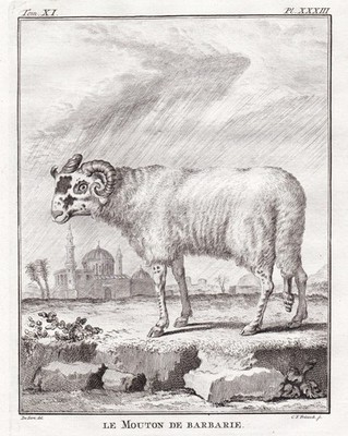 Mouton sheep Schaf Widder Ovis aries Kupferstich engraving gravure Buffon 1780.
