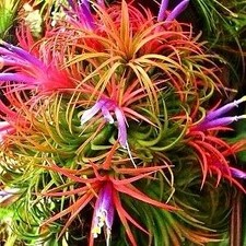 Air Plant Tillandsia Lonantha Seeds ~ Sky Plant ~ Shy
