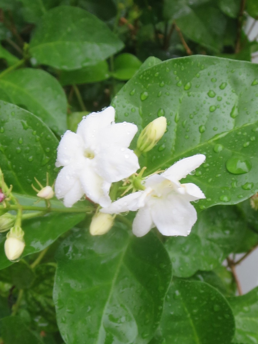 camellia debbie plant Camellia Debbie Plant – Buy Now! – Ladybird Nursery