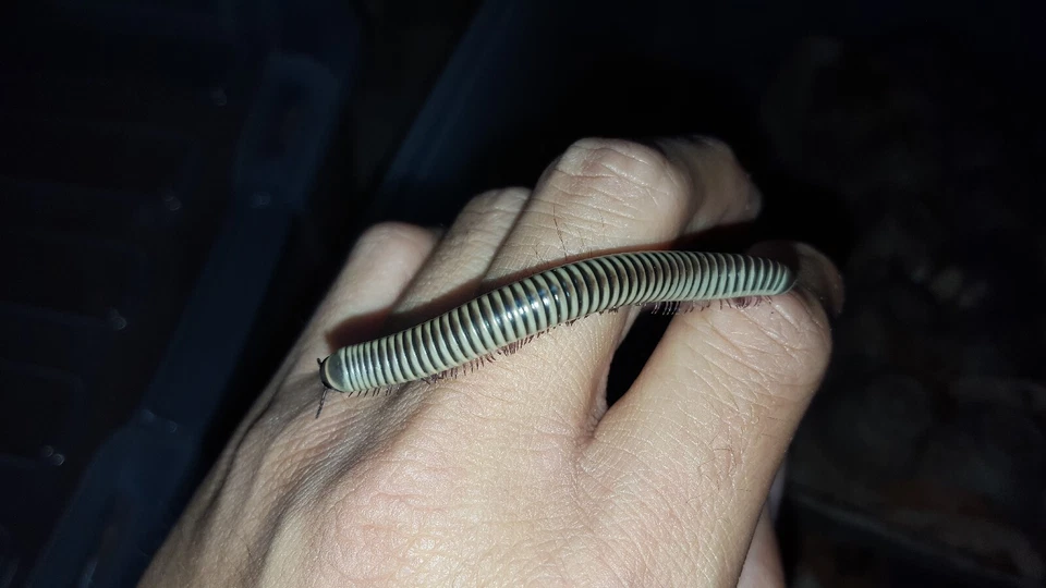 Ivory Millipede (CHICOBOLUS SPINIGERUS) - Image 1 of 1