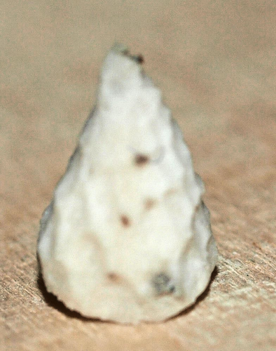 VERY NICE Ordovician Eocrinoidea -Bolboporites elongatus Kushlina, 1995 - Picture 4 of 7