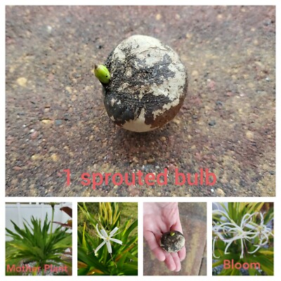 succulent fern Botanical Beauty Floral Fern Succulent