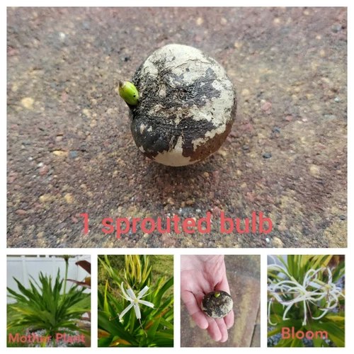 Giant White Spider Lily seed Crinum Lily, C. Asiaticum  1 seed / bulb