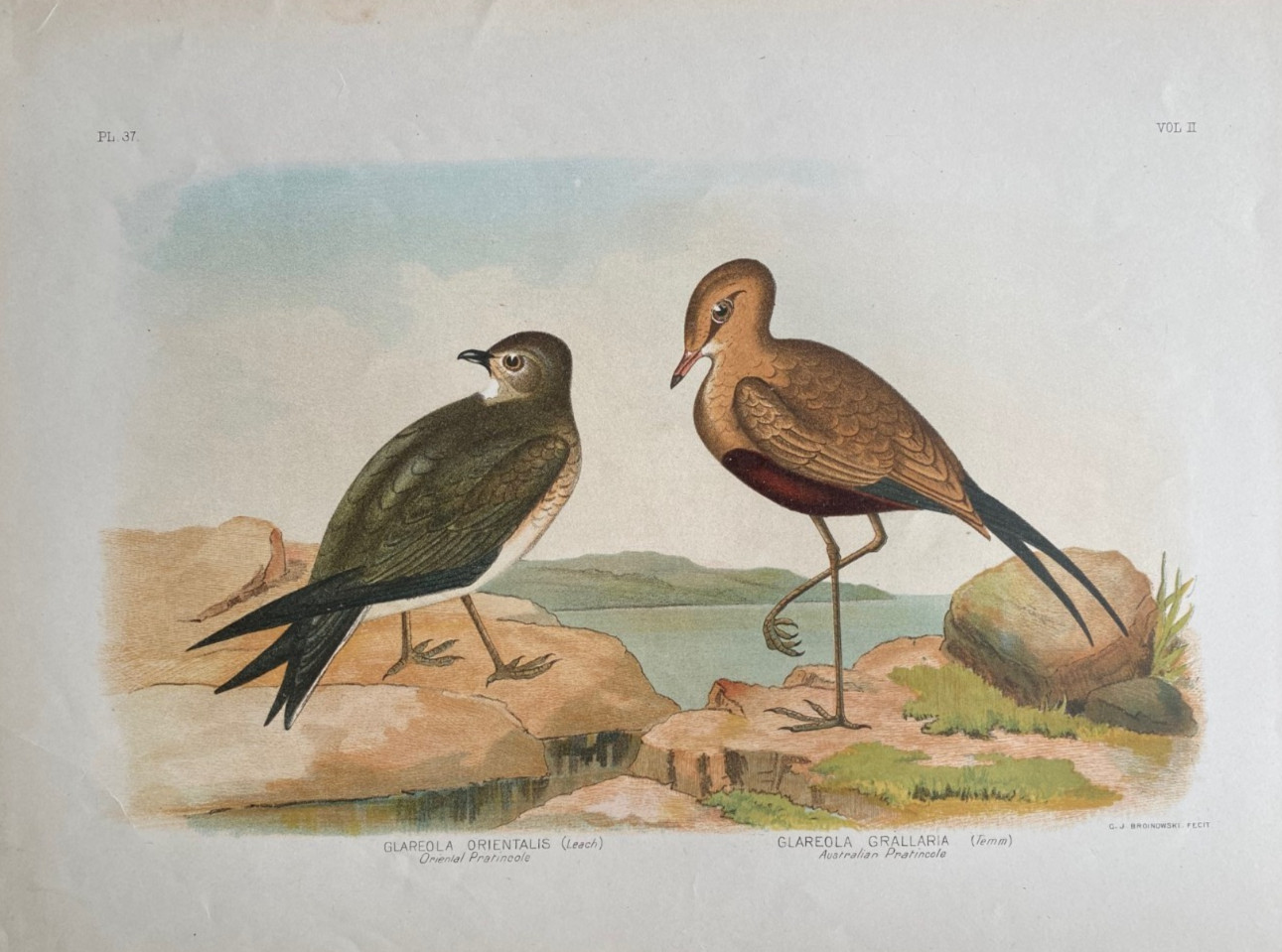 1887 13 x GRACIUS BROINOWSKI *ORIGINAL* VERY LARGE BIRD LITHOGRAPHS free express