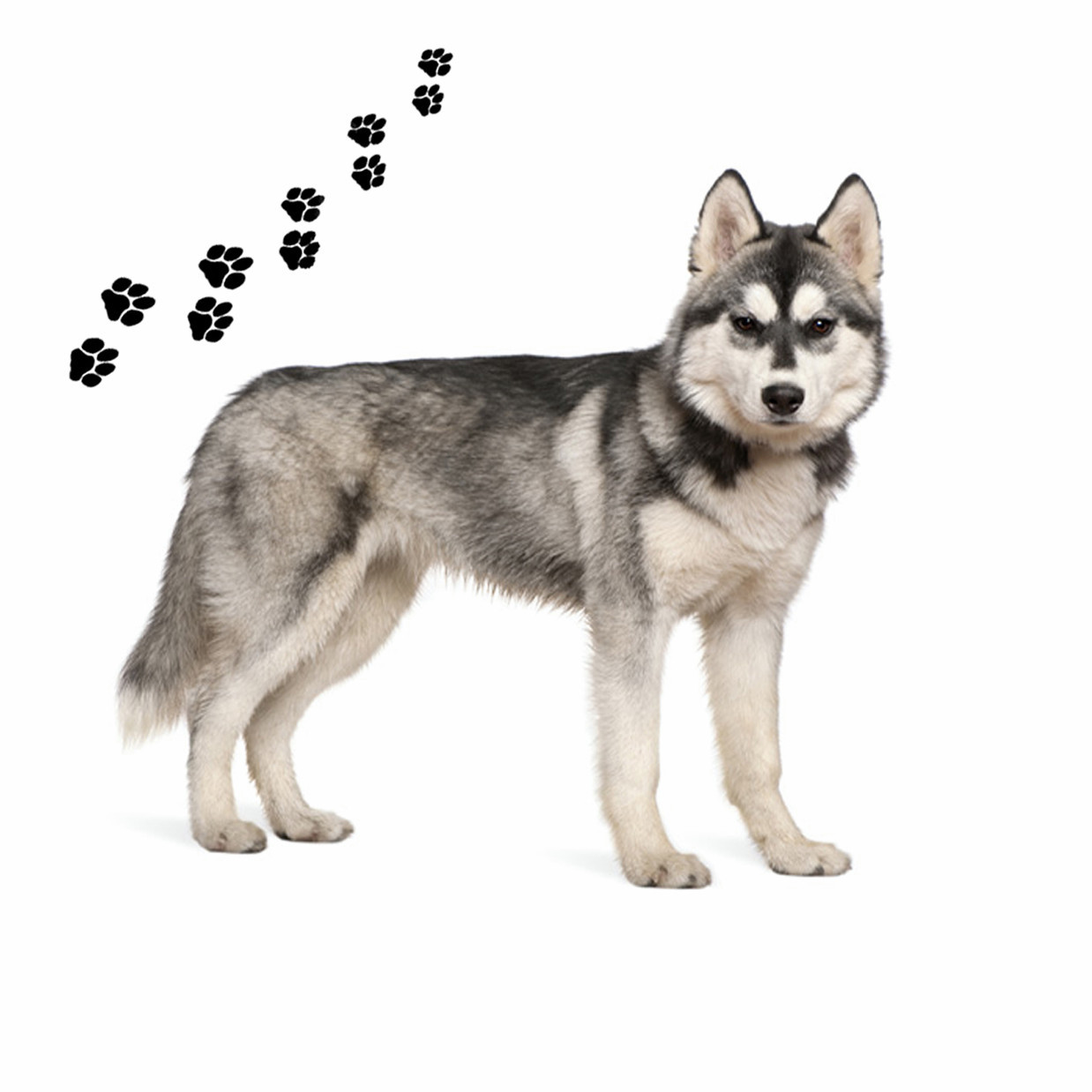 Открывалка для банок Andreas с круглым силиконовым ковриком собака породы Хаски 625 дюйма 2590₽