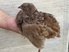 24 Fertile Jumbo Multi Color Coturnix Quail Hatching Eggs