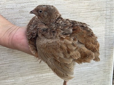 60+ Fertile Jumbo Multi Color Coturnix Quail Hatching Eggs