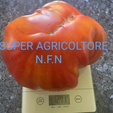 50 Semi Pomodoro Bistecca Gigante Semi Garantiti Pomodoro Da Oltre 2kg