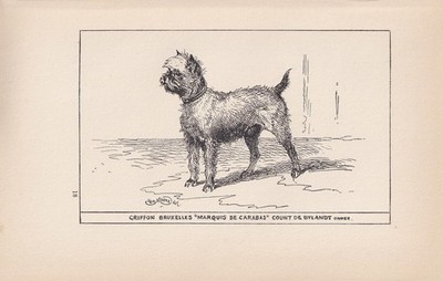 1900 BRÜSSELER GRIFFON HUND Druck - Hund Wandkunst - Hund Geschenk - 8,6 x 5,6 Zoll
