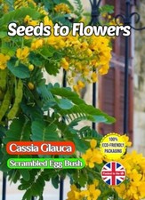 CASSIA GLAUCA - SCRAMBLED EGG BUSH TROPICAL EXOTIC BIODEGRADABLE PACK