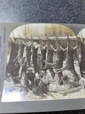 Antique Stereoview Card Photo 1903. Deer Camp " Seven and One Hanging .."