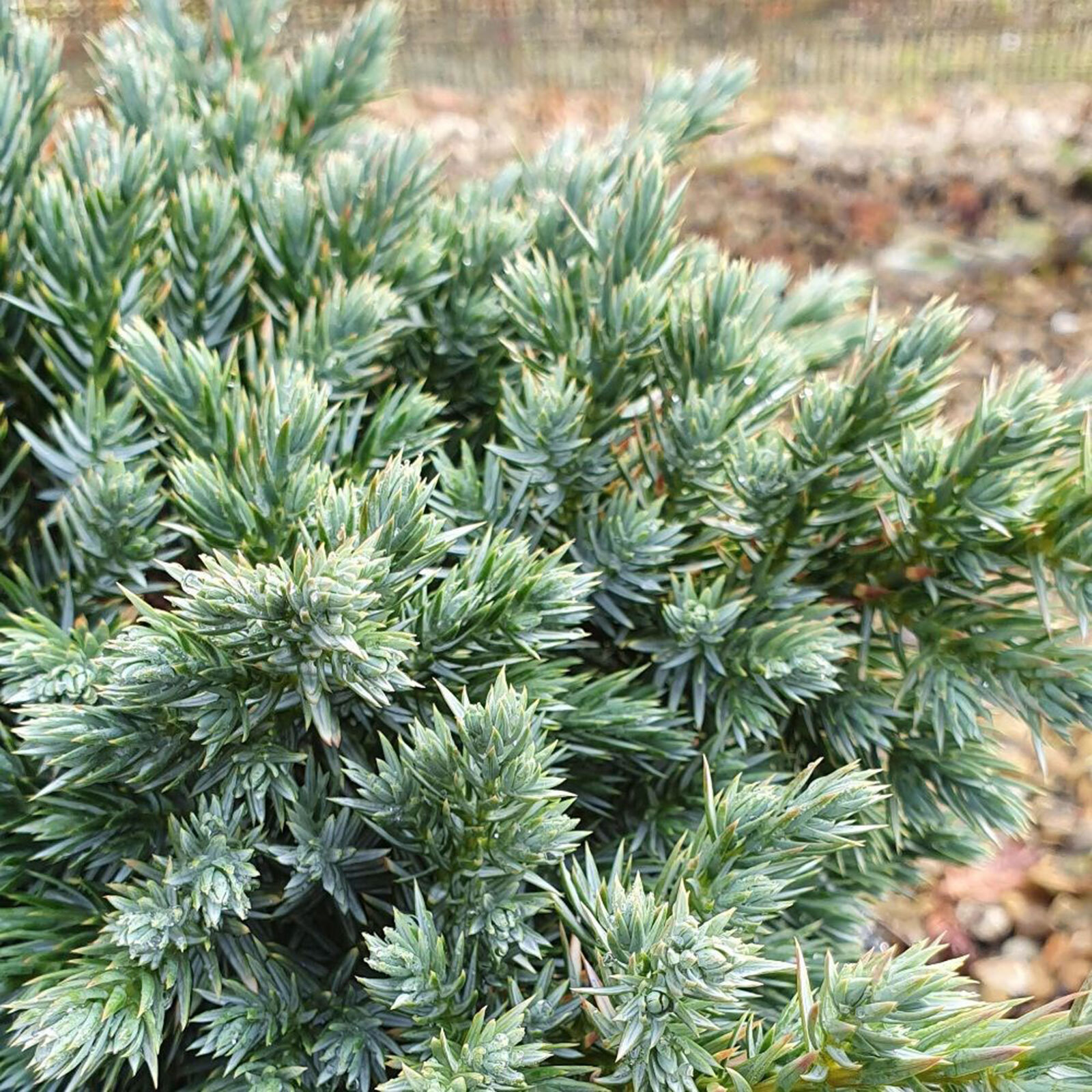 Juniperus Squamata Blue Carpet Juniper Ground Cover Conifer Plant 9cm