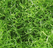 CHAETO 1/2 CUP CLEAN MACRO ALGAE REEF PEST FREE LOADED WITH LIVE PODS