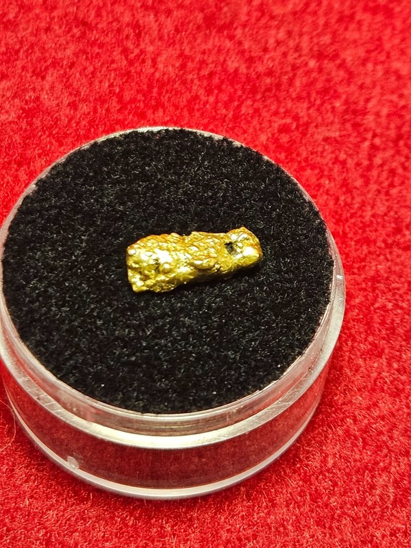 California Natural Gold Nugget  1.6  Grams in a Gem jar w/lid