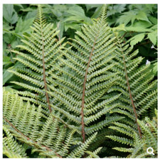 Hardy Fern Polystichum polyblepharum Japanese Lace Evergreen Plant 1 x 13cm Pot