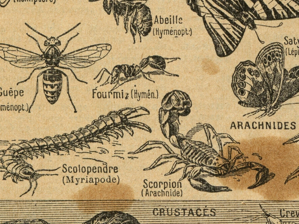 Vintage Insect French Illustration Poster – Entomology Print Art – Anthropods - Image 3 of 4