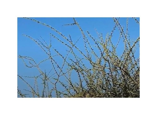 10x Acacia tortilis Schirmakazie Garten Pflanzen - Samen ID1070 - Bild 9 von 9