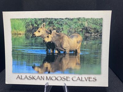 POSTCARD: Alaskan Moose Calves B15￼
