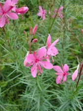 Chamaenerion dodonaei - Dodoen's Willowherb 9cm pot, pink purple flower