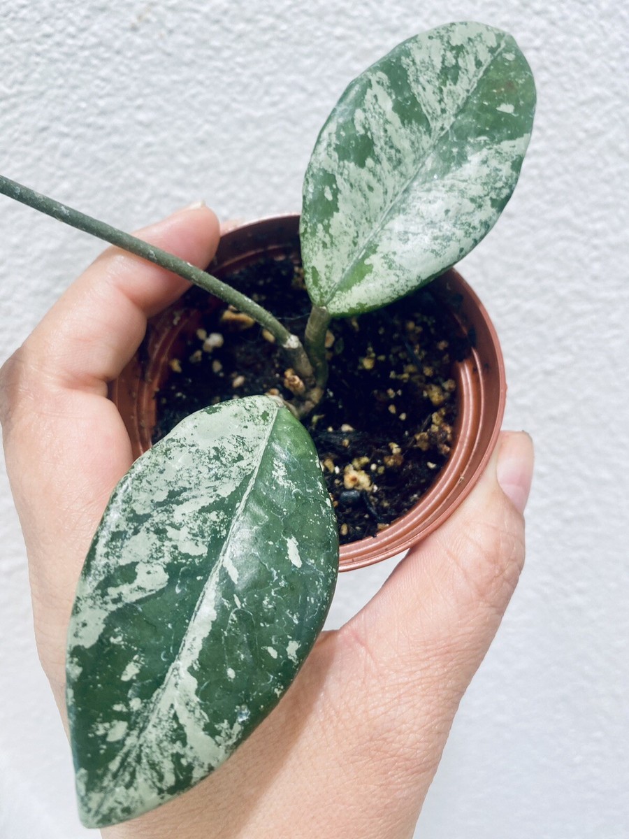 Rare Hoya Wilbur Graves - Well Established - Gorgeous Silver | eBay