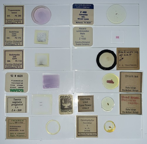 PARASITE Microscope Slide Set DEADLY DISEASE Insect WHOLE MOUNT Helminth Worm - Picture 3 of 7