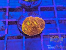 WWC Jelly Bean Rainbow Chalice WYSIWYG CA6 ~Live Coral Frag ~TankCandy~