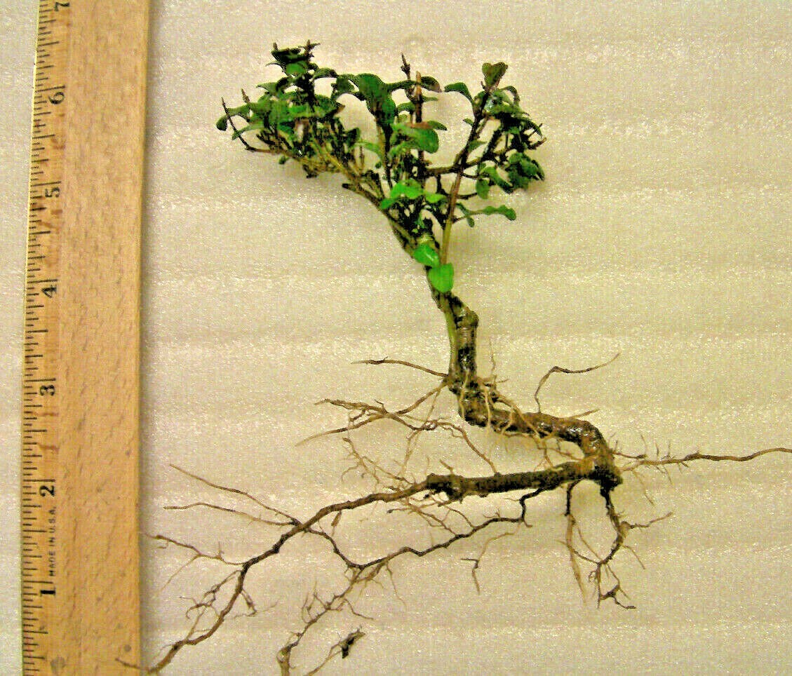 Mystery evergreen tree, unknown very hardy, prebonsai pre bonsai plant