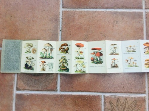 Folleto Pilze Piccolo Atlante De Setas Por Schreiber Alemán Old Atlas Raro - Imagen 3 de 9