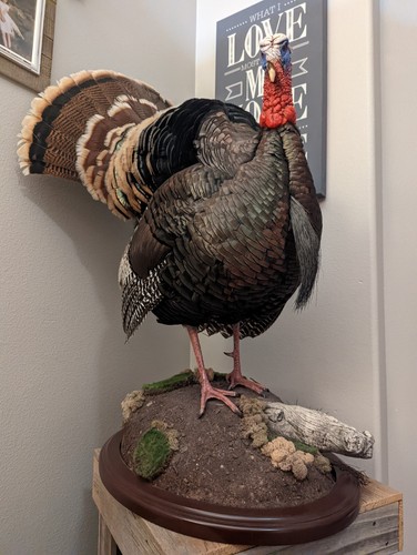 Merrium Turkey Full Body Mount - Picture 5 of 12