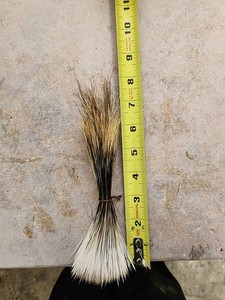 North American Porcupine Hair  0.5 Oz